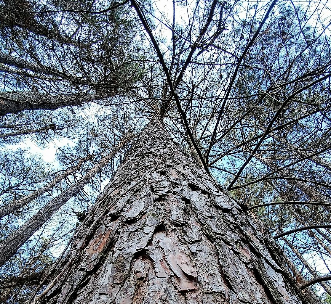 Pine Tree Looking Up