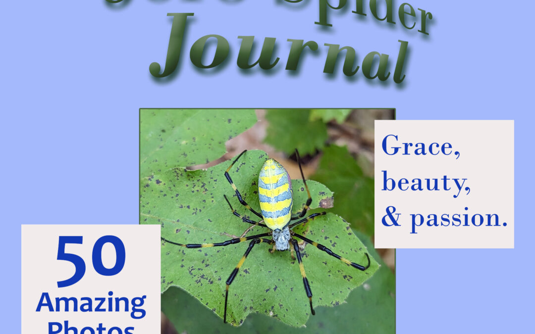 Joro Spider Book